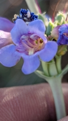 Penstemon pachyphyllus congestus