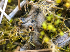 Marchantia polymorpha polymorpha