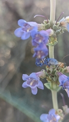 Penstemon pachyphyllus congestus