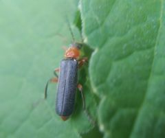 Cantharis pellucida
