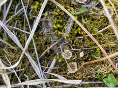 Marchantia polymorpha polymorpha