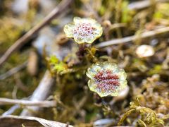 Marchantia polymorpha polymorpha