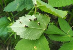 Puccinia aegopodii