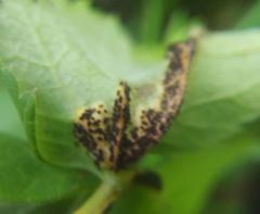 Puccinia aegopodii