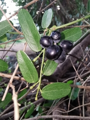 Cocculus diversifolius