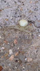 Thomisidae