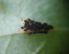 Puccinia aegopodii