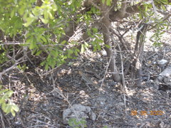 Sceloporus variabilis marmoratus