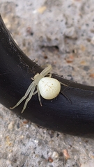 Thomisidae