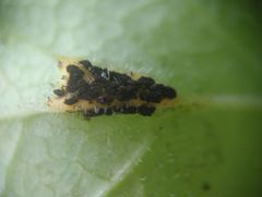 Puccinia aegopodii