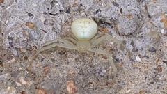 Thomisidae