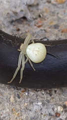 Thomisidae