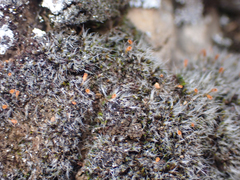 Coscinodon calyptratus