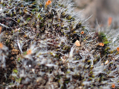 Coscinodon calyptratus