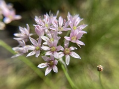 Allium canadense lavandulare