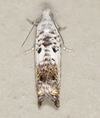 Eucosma ornatula