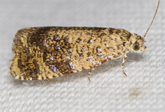 Olethreutes astrologana