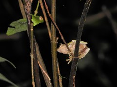 Kurixalus berylliniris