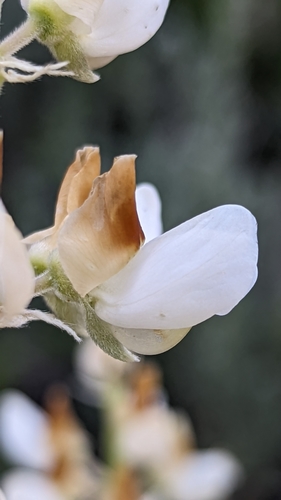 Image of Lupinus barbiger by (c) Darrin Gobble, some rights reserved (CC BY)