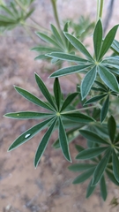 Lupinus barbiger