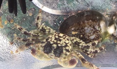 Pachygrapsus plicatus