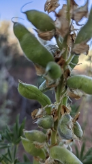 Lupinus barbiger