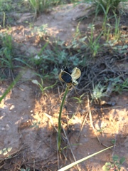 Zephyranthes longifolia