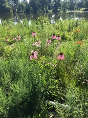 Echinacea pallida