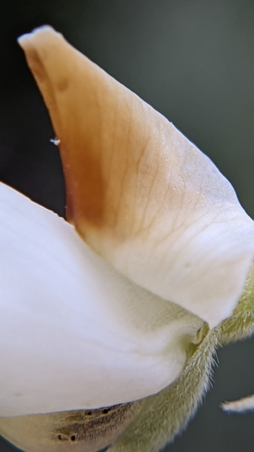 Image of Lupinus barbiger by (c) Darrin Gobble, some rights reserved (CC BY)