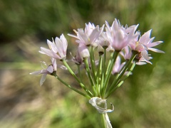 Allium canadense lavandulare
