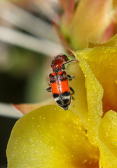 Enoclerus coccineus