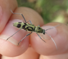 Chlorophorus macaumensis