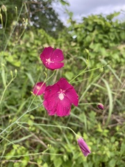 Callirhoe digitata