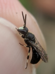 Hylaeus annulatus