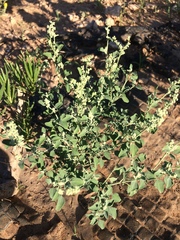 Chenopodium incanum