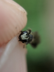 Hylaeus annulatus