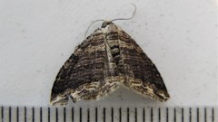 Anticlea multiferata