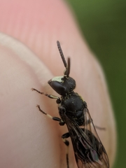 Hylaeus annulatus