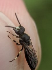 Hylaeus annulatus