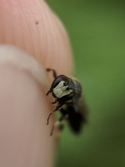 Hylaeus annulatus
