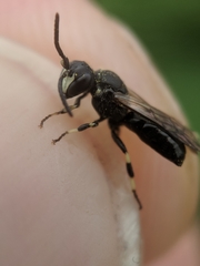 Hylaeus annulatus