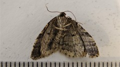 Anticlea multiferata