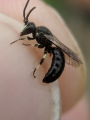 Hylaeus annulatus