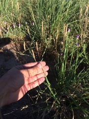 Panicum hallii hallii