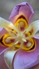 Calochortus nuttallii