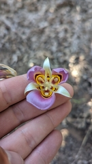 Calochortus nuttallii