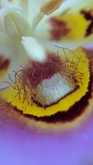 Calochortus nuttallii