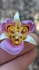 Calochortus nuttallii