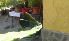 Calopteryx splendens