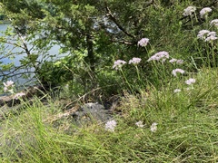 Allium canadense lavandulare